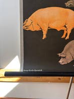 Jung-Koch-Quentell - Lebensmittelverlag Hagemann - Dzik