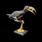 Congolese bont-hoornvogel, opgezette specimen op een, Verzamelen, Nieuw
