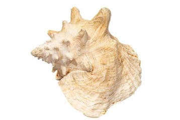 Uitstekende Aliger gigas - Prachtige roze Koninginconch -