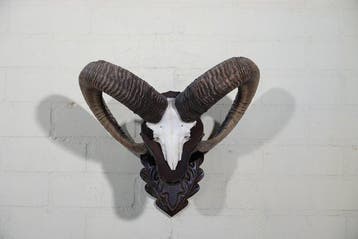 Mouflon Schedel - Ovis a musimon - 0 cm - 46 cm - 0 cm-