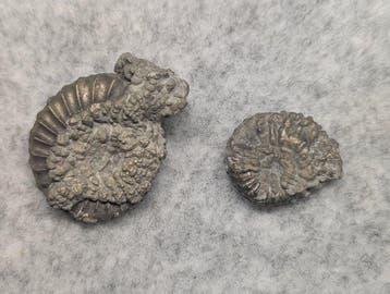 Ammoniet - Gefossiliseerd dier - Pleuroceras sp. (Zonder