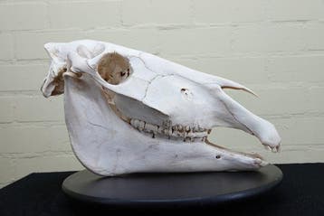 Steppezebra Schedel - Equus quagga - 18 cm - 27 cm - 45 cm-, Nieuw