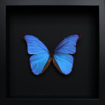 Vlinder Taxidermie volledige montage - Morpho didius - 25 cm