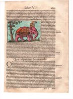 Sebastian Munster, 1560 - Eccezionale collezione di 12 fogli