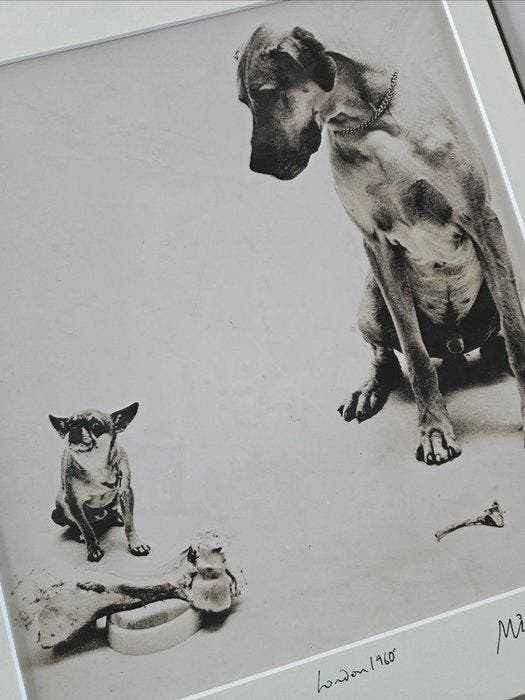 Michael Joseph (1941-) - Dogs and bones - unique studio shot, Antiek en Kunst, Kunst | Designobjecten