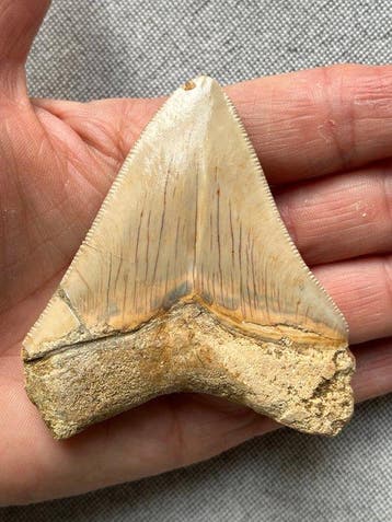 Megalodon tand 8,1 cm - Fossiele tand - Carcharocles