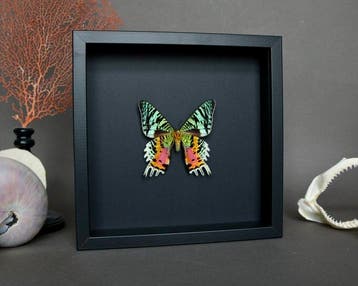 Vlinder Taxidermie volledige montage - Urania ripheus - 23, Verzamelen, Nieuw