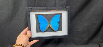 Fabulous big butterfly Morpho sp. - 26x20 cm farm - Diorama