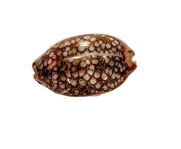 Mauritia scurra (42 mm, Toptoestand GEM) – Uitstekend, Collections