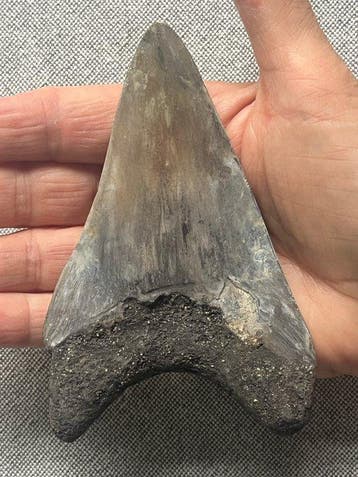 Megalodon-tand 12,0 cm - Fossiele tand - Carcharocles