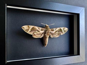 Papillon Support de corps entier pour taxidermie - Sphinx