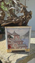 Bonsai van tijm - Hoogte (boom): 72 cm - Diepte (boom): 33