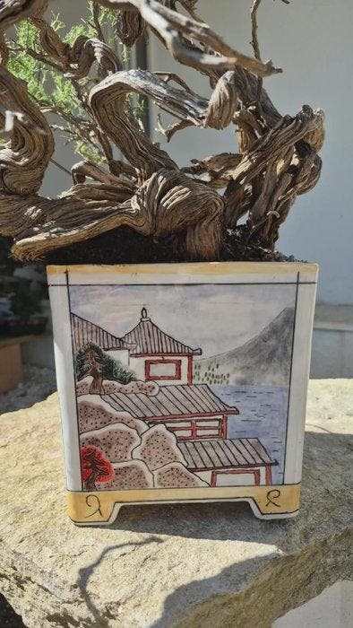 Bonsai van tijm - Hoogte (boom): 72 cm - Diepte (boom): 33, Antiquités & Art, Curiosités & Brocante