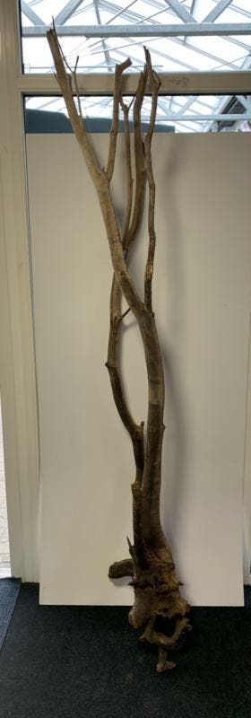 Osaka Boutique Stump XXXXL  53x49x254cm (Natuurlijk hout), Ophalen of Verzenden, Nieuw, Plant(en), Steen of Hout