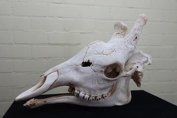Northern Giraffe Schedel - Giraffa camelopardalis (with, Collections