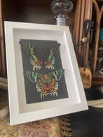 Papillon Support mural pour taxidermie - Chrysiridia, Antiek en Kunst