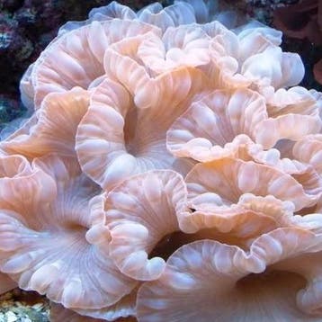Nemenzophyllia Turbida (Fox Coral) L (Ong. 15 cm), Dieren en Toebehoren