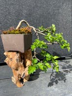 miedoorn (Crataegus monogyna) - Hoogte (boom): 12 cm -