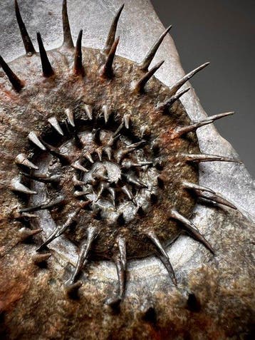 Ammonite hétéromorphe épineuse sur matrice - Animal