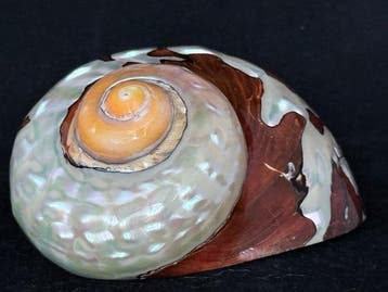 Escargot de mer Coquillage marin - S-591 TURBO SARMATICUS, Nieuw