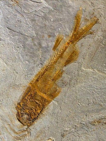 Vis - Gefossiliseerd dier - Lycoptera - 11 cm (Zonder