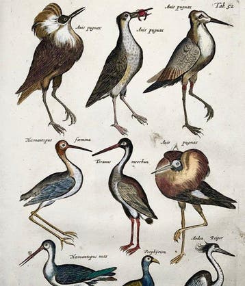 Matthäus Merian (1593-1650) - Folio: Birds: Storks, Heron,, Antiquités & Art