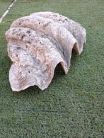 Zeeslak Zeeschelp - tridacna gigas Fossil