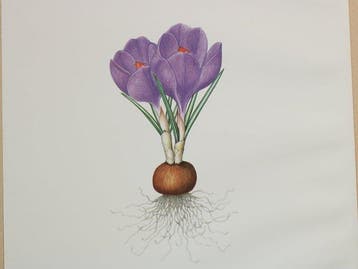 Tatsuo Sato - Sato Tatsuo Shokubutsu Gashu (Botanical