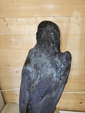 Raaf Taxidermie volledige montage - Corvus corax - with, Verzamelen, Dierenverzamelingen, Nieuw