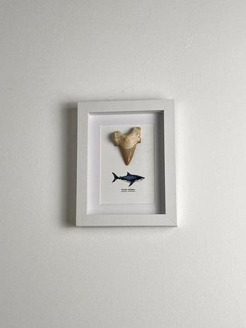 Requin - Dent fossile - Otodus obliquues - 23 cm - 18 cm, Collections