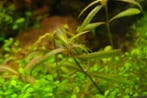 Hygrophila Tiger In Vitro, Verzenden