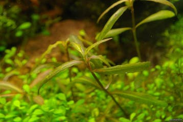 Hygrophila Tiger In Vitro, Verzenden, Nieuw