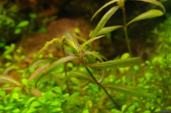 Hygrophila Tiger In Vitro, Animaux & Accessoires, Poissons | Aquariums & Accessoires, Envoi