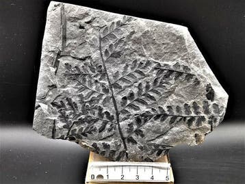 Varen - Gefossiliseerde plant - Mariopteris acuta Brongniart