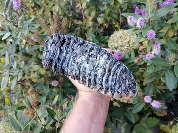 Wolharige mammoet - Fossiele kies - Mammuthus primigenius, Verzamelen, Mineralen en Fossielen