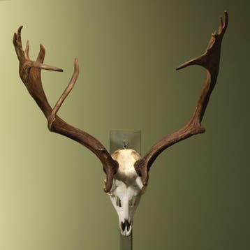 Damhert Gewei Taxidermie Opgezette Dieren By Max, Ophalen of Verzenden, Opgezet dier