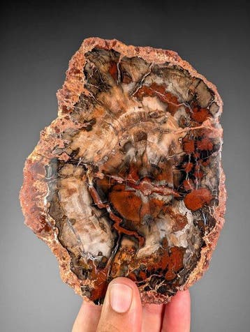 Fossiele rode houten schijf - Gefossiliseerde plant - 17 cm