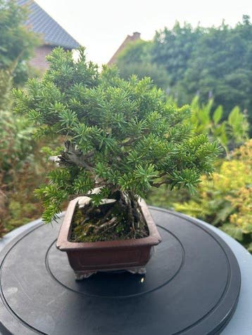 shohin Taxus cuspidata - Hauteur (arbre) : 22 cm -