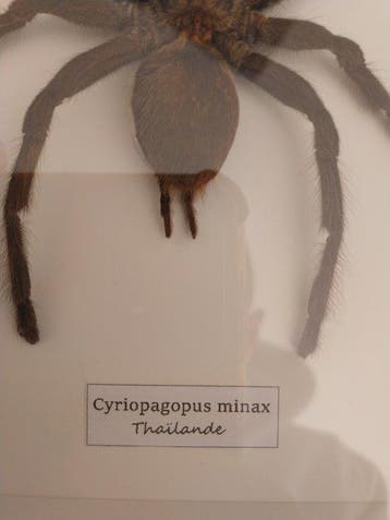 Scorpion Support de corps entier pour taxidermie -