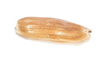 Grote balenpers of romp van een boot Skelet - Melo, Verzamelen, Nieuw