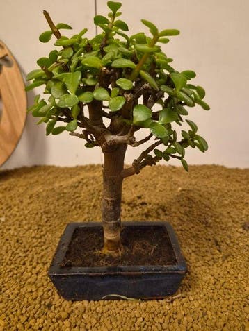 Jade bonsai (Crassula/Portulacaria) - Hoogte (boom): 25 cm -