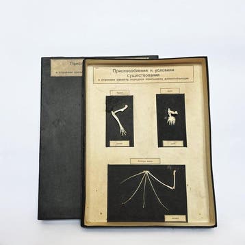 Lesmateriaal - Vintage educatief anatomisch model -, Nieuw