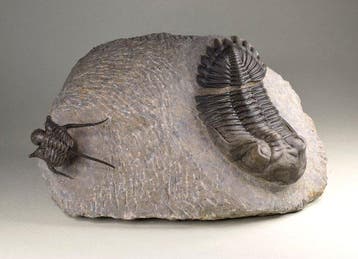 Vlieg-klaar trilobiet - Gefossiliseerd dier - Cyphaspis with