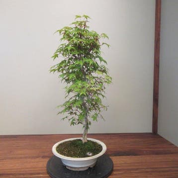 Acer palmatum deshojyo - Hoogte (boom): 56 cm - Diepte