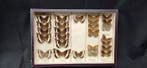 French antique butterflies ex BEON Yvonne collection - circa