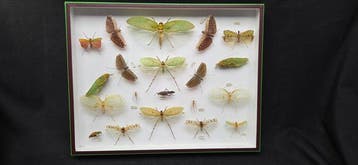 Rare leaf grasshoppers insects perfect-ex French, Nieuw