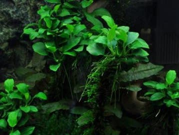 Anubias barteri var. nana Bonsai - In Vitro, Dieren en Toebehoren, Verzenden, Nieuw