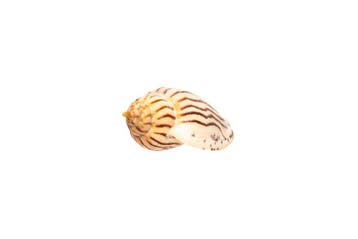Majestueuze elegantie: Harpulina lapouica in indrukwekkende, Nieuw