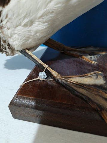 Strolaga minore Taxidermie volledige montage - Gavia, Nieuw