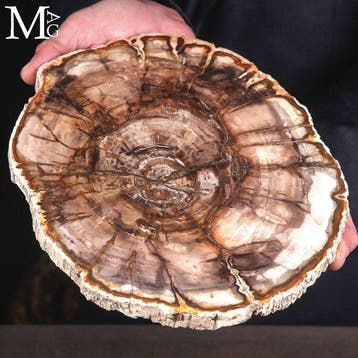 Lames de bois pétrifié - période Triassique - il y a 220
